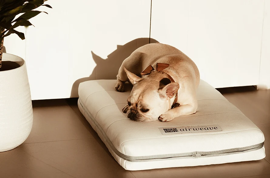Airweave Dog Bed - Image 5